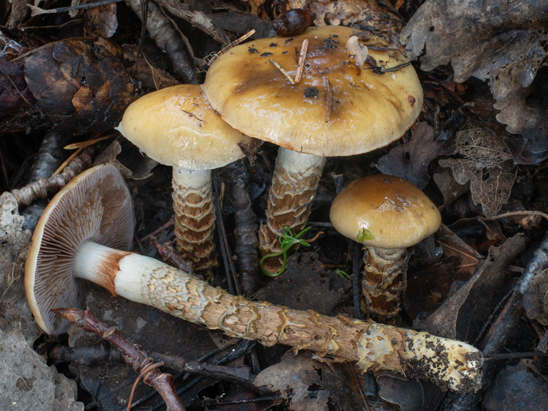 Cortinarius trivialis